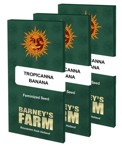 картинка Tropicanna Banana от магазина Semki