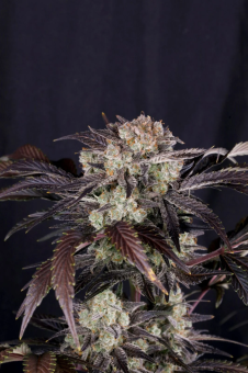 картинка Frostbanger Auto от магазина Semki