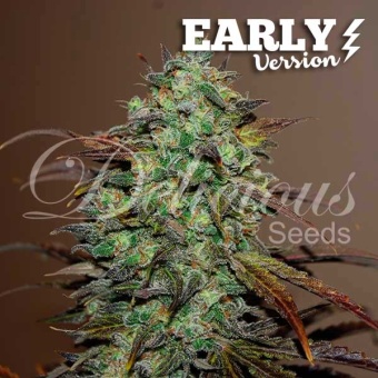 картинка Eleven Roses Early Version от магазина Semki