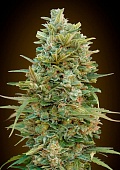 картинка Auto Do-Si-Dos Cookies от магазина Semki